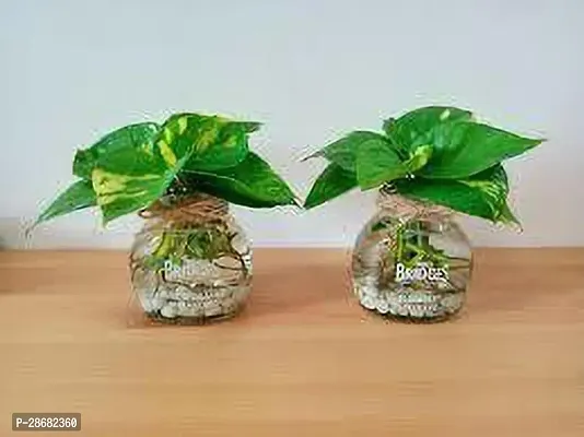 Platone Money Plant MONEY PLANT M11