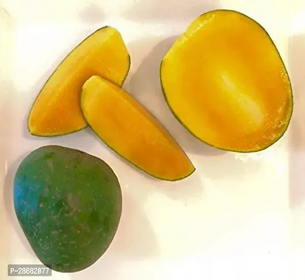 Platone Mango Plant Khas - ul - Khas Mango Plant - Grafted