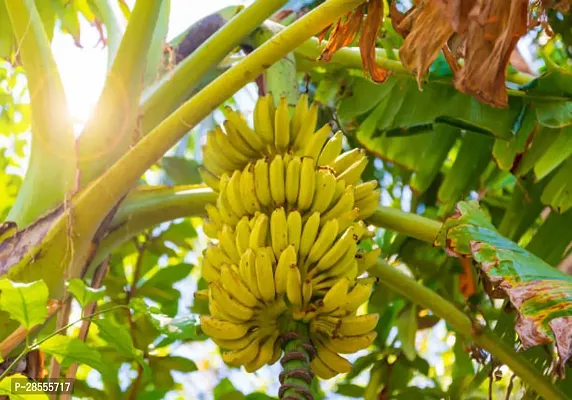 Platone Banana Plant BANANA PLANT 55T-thumb0