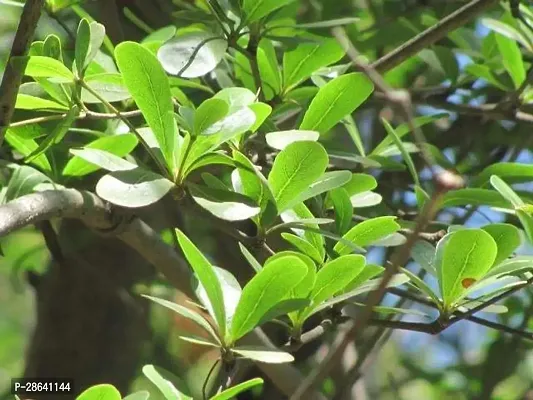 Platone Almond Plant Madagascar Almond, Mini Badam, Terminalia mantaly Plant from plants valleys-thumb0