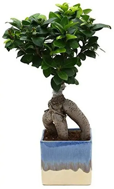 Hot Selling Plant & Planters 