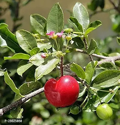 Platone Cherry Fruit Plant Cherry Fruit Plant-5-thumb0