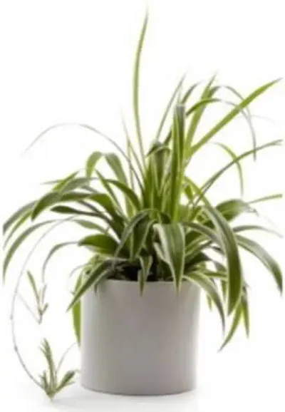 Must Have Plant & Planters 