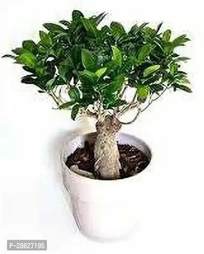 Platone Ficus Bonsai Plant CFGV157