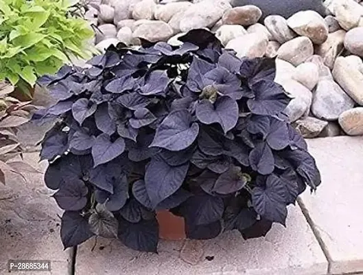 Platone Sweet Potato Plant Live Braun colour Sweet Potato Vine Plant