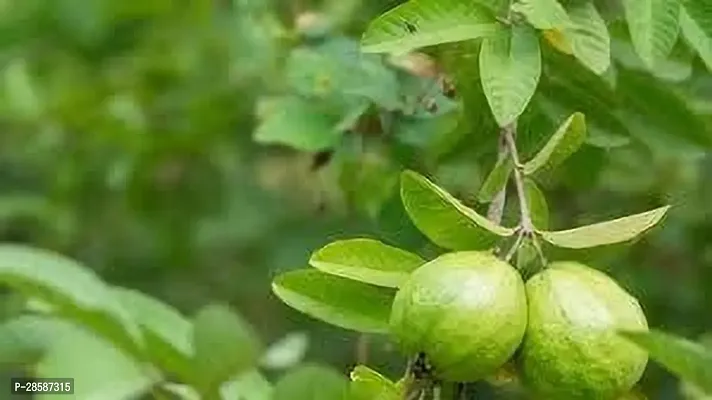 Platone Guava Plant GUAVA PLANT DDRRTT-thumb0