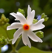 Platone Night Bloom Jasmine Plant Raat ki Rani Night-BloomingJasmine Beautiful Flower Live Plant-thumb2