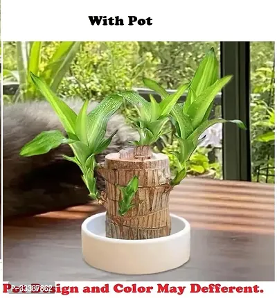 Brazil Bamboo Long Live Plant without Pot-thumb3