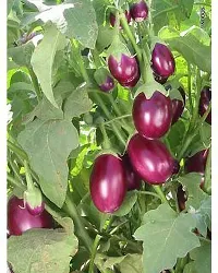 Platone Brinjal bdwp125-thumb1