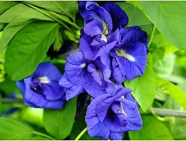 Platone Aparajita Butterfly Pea Plant AparajitaButterfly-thumb2