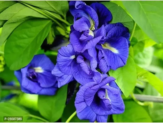 Platone Aparajita Butterfly Pea Plant AparajitaButterfly-thumb3