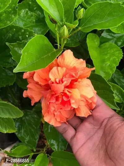 Platone Hibiscus Plant Hibiscus