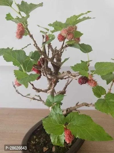 Platone ShahtootMulberry Plant y021