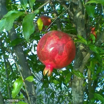 Platone Pomegranate Plant pl11-thumb0