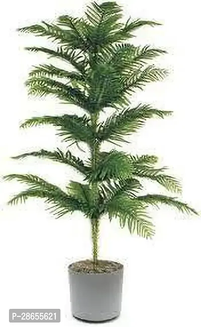 Platone Christmas Tree Plant Christmas TreeLIVE Plant-thumb0