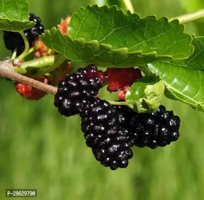 Platone ShahtootMulberry Plant ShahtootMulberry Plant