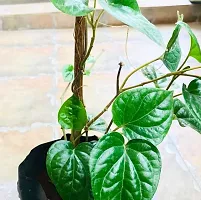 Platone Betel Leaf Plant BetelleafPan Plant With Pot 02-thumb1