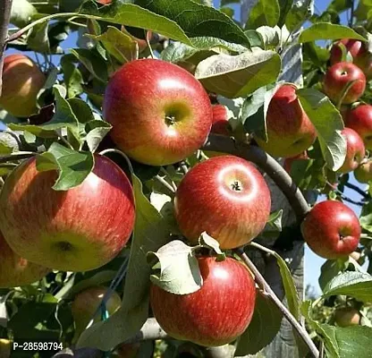 Platone Apple Plant APPLE PLANT PPKKJJ-thumb0