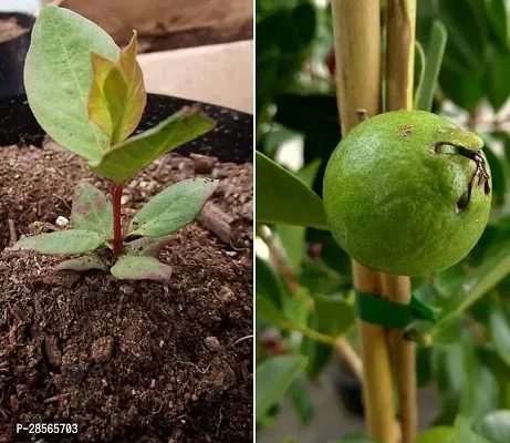 Platone Guava Plant USJM25