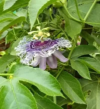 Platone Passion Plant PASSION FLOWER WWM-thumb1