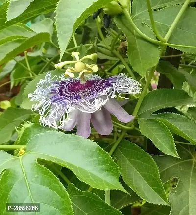 Platone Passion Plant PASSION FLOWER WWM-thumb2