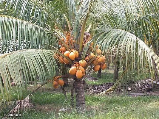 Platone Coconut Plant GETcoconut32