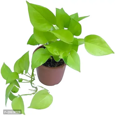 Platone Money Plant WoodGibbsGifts-WB-177-thumb0