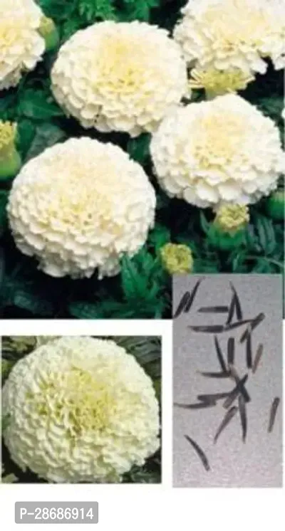 Platone Marigold Plant marigold81-thumb0