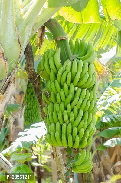 Platone Banana Plant Rajapuri Banana Plant-thumb2