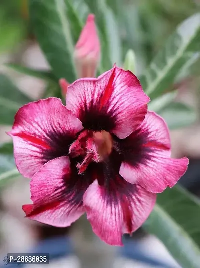 Platone Adenium Plant GSHDJ4