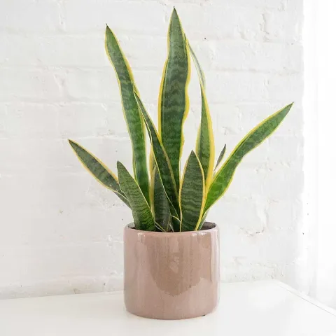 Trendy Plant & Planters 