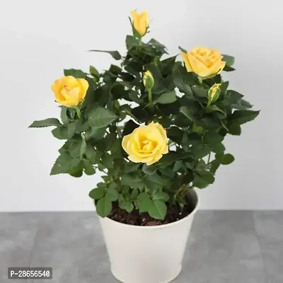 Platone Rose Plant TIGROSE35-thumb0