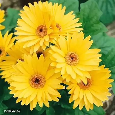 Platone Gerbera Plant YELLOWZERBERA5