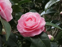 Platone ZZ Plant Camellia Flower Plant-06-thumb2