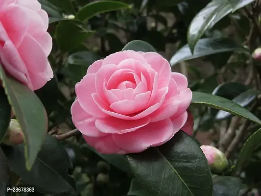 Platone ZZ Plant Camellia Flower Plant-06-thumb3