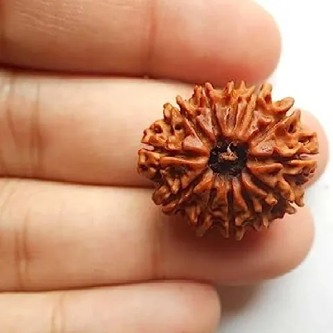 100 % Twelve Face /12 Mukhi Rudraksha With JGL Lab Certified Wood