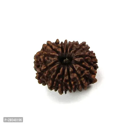 Natural 13 mukhi rudraksha shiv beads with lab certificate Wood Pendant.-thumb0