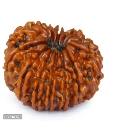 100 % Original  Natural Fourteen Face /14 Mukhi Rudraksha Wood