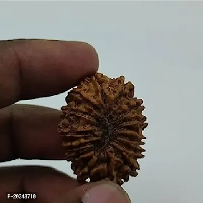 15 Mukhi Rudraksha Beads Natural Original Fifteen Faces Rudraksha Beads Wood.