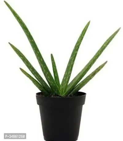 Natural Aloe Vera Plant-thumb0