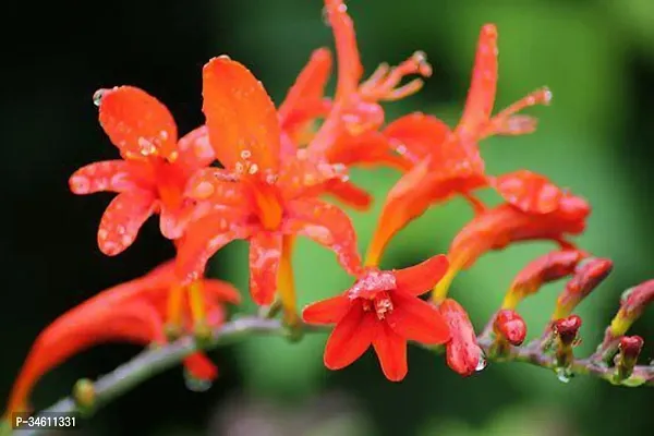 Natural Tecoma Plant-thumb0