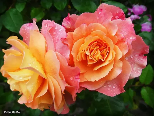 Natural Rose Plant-thumb0