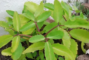 Natural Kalanchoe Plant-thumb1