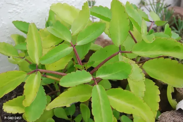 Natural Kalanchoe Plant-thumb2