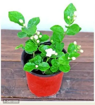 Natural Jasmine Plant-thumb0