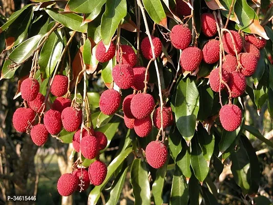 Natural Litchi Plant-thumb0