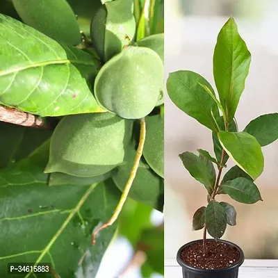 Natural Almond Plant-thumb0