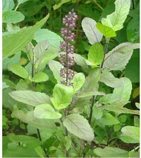 Natural Tulsi Plant-thumb1