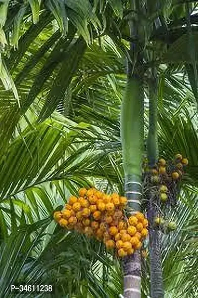 Natural Betel Nutsupari Plant-thumb0