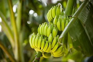 Natural Banana Plant-thumb2